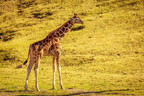 Recently Born Few Months Old Giraffe Its Own — Stock Photo, Image