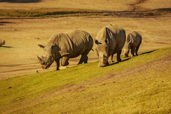 Skupina Tří White Rhinoceros Chůze Lučinách — Stock fotografie
