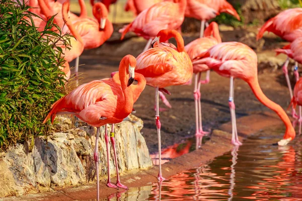 Grupp Amerikanska Flamingos Vada Vatten — Stockfoto