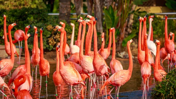 Grupo Flamingos Americanos Vagueiam Água — Fotografia de Stock