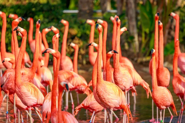 Grupo Flamingos Americanos Vagueiam Água — Fotografia de Stock