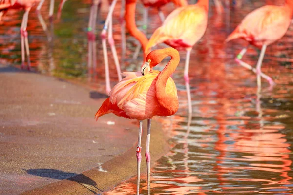 Grupo Flamingos Americanos Vagueiam Água — Fotografia de Stock