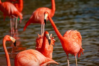 Amerikan Flamingos bir grup wade suda.