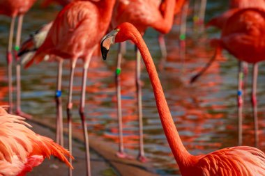 Amerikan Flamingos bir grup wade suda.