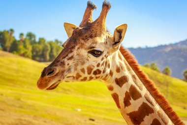 Zürafa headshot ve üst boynunu yakın çekim portre