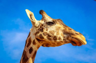 Zürafa headshot ve üst boynunu yakın çekim portre
