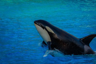 Bir katil balina (Orca) çalış su.