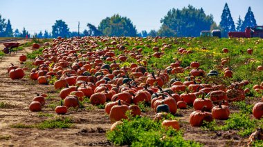 Halloween kabak yama alan mükemmel arka plan görüntüsü.
