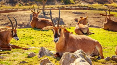 Grup Roan antilop dinlenme daire, koruma olarak bakan her farklı yöne doğru