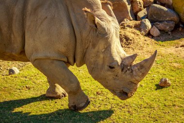 Beyaz gergedan wallking çayırlar üzerinde portresi kapatın