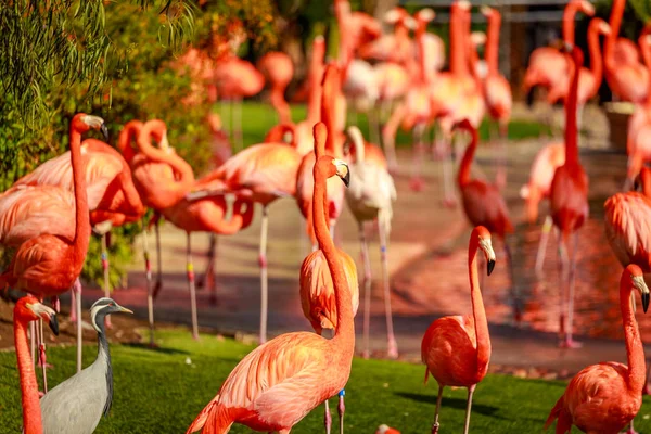 Grupo Flamingos Americanos Vagueiam Água — Fotografia de Stock