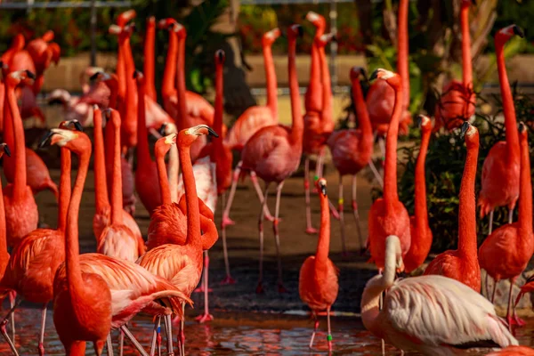 Grupo Flamingos Americanos Vagueiam Água — Fotografia de Stock