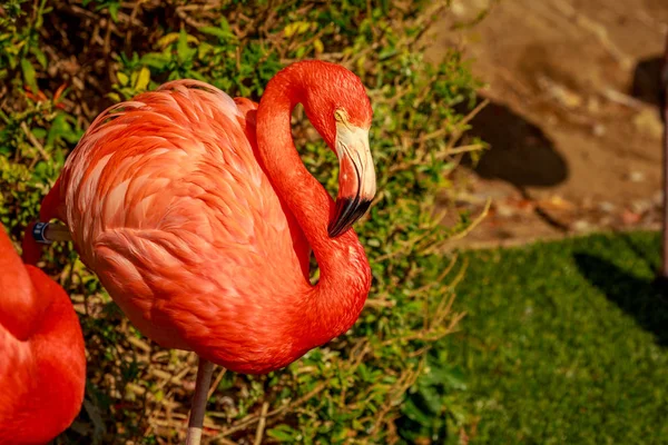 Close Americana Flamingos Wade Água — Fotografia de Stock