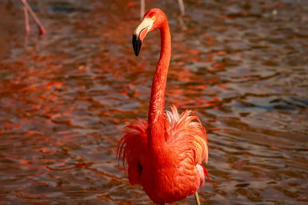 Close Americana Flamingos Wade Água — Fotografia de Stock