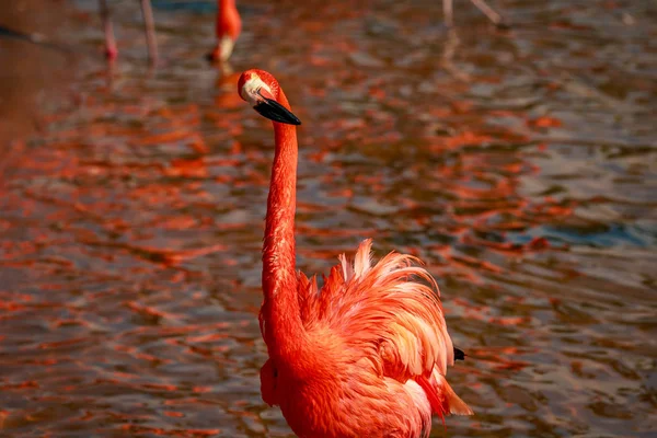 Primer Plano Los Flamencos Americanos Vadeando Agua — Foto de Stock