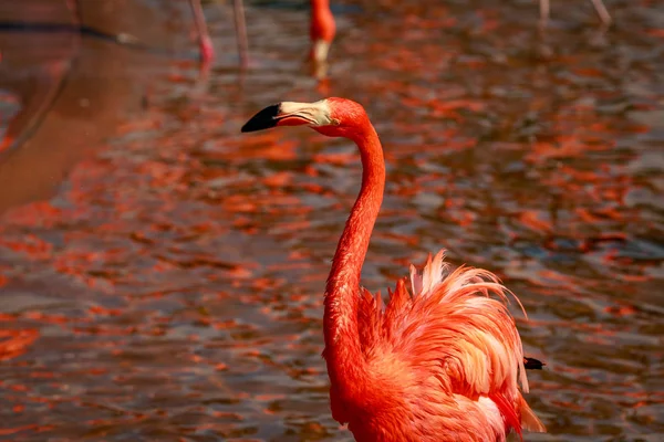 Primer Plano Los Flamencos Americanos Vadeando Agua — Foto de Stock