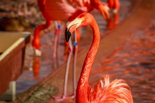 Gruppo Fenicotteri Americani Guadano Nell Acqua — Foto Stock