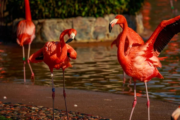 Amerikan Flamingos bir grup wade suda.