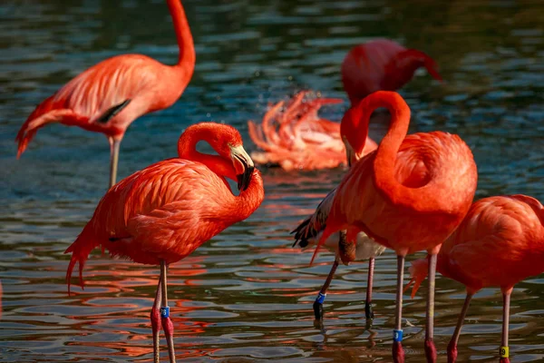 Grupo Flamencos Americanos Vadean Agua — Foto de Stock