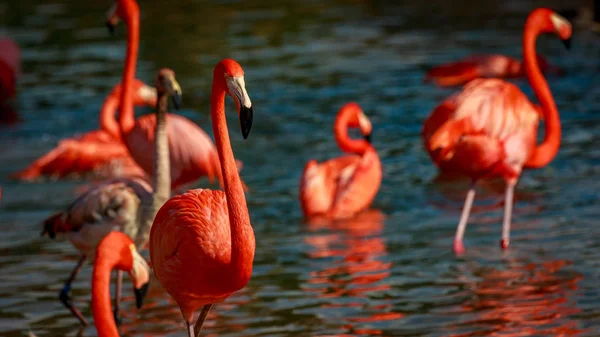 Grupo Flamingos Americanos Vagueiam Água — Fotografia de Stock