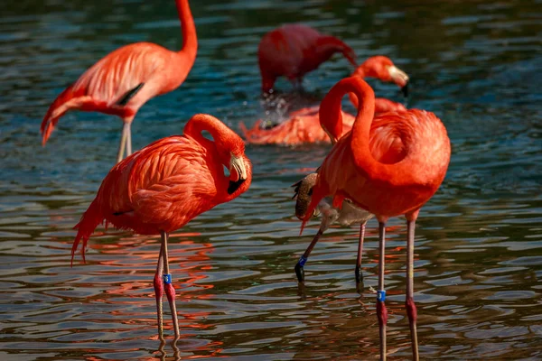 Group American Flamingos Wade Water — Stock Photo, Image