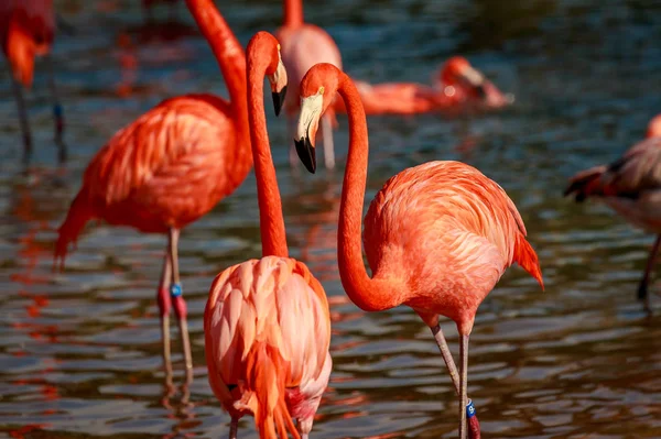 Grupo Flamingos Americanos Vagueiam Água — Fotografia de Stock