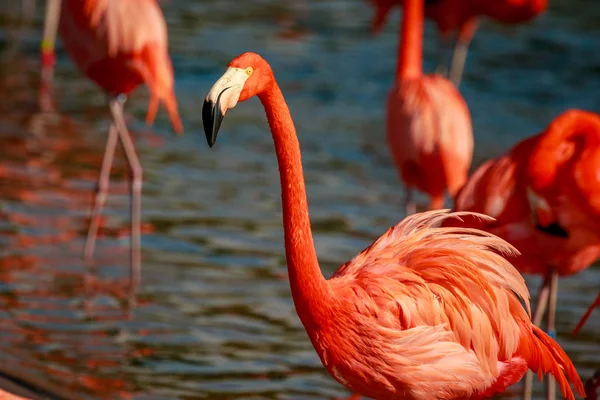 Grupo Flamingos Americanos Vagueiam Água — Fotografia de Stock