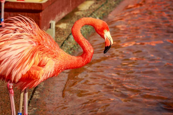 Grupp Amerikanska Flamingos Vada Vatten — Stockfoto