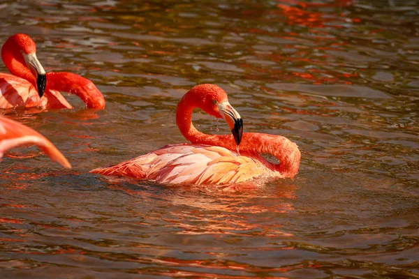 Grupo Flamingos Americanos Vagueiam Água — Fotografia de Stock