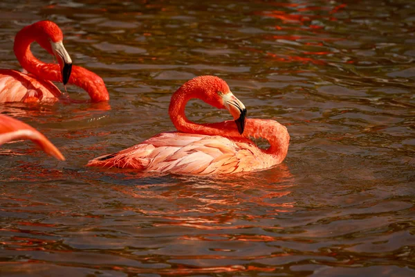 Grupo Flamingos Americanos Vagueiam Água — Fotografia de Stock