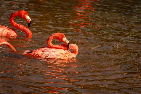 Grupo Flamingos Americanos Vagueiam Água — Fotografia de Stock