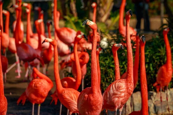 Gruppo Fenicotteri Americani Guadano Nell Acqua — Foto Stock