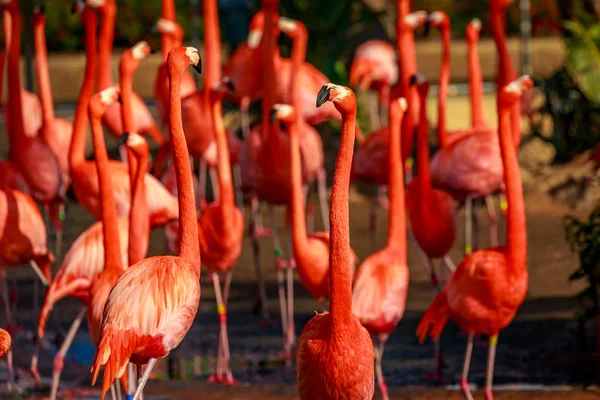 Grupo Flamingos Americanos Vagueiam Água — Fotografia de Stock