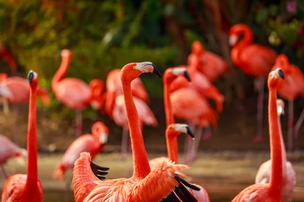 Eine Gruppe Amerikanischer Flamingos Waten Wasser — Stockfoto