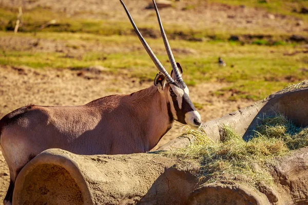 Antylopa Oryks Południowy Oryx Gazella Jest Posiadanie Niektórzy Przekąska — Zdjęcie stockowe