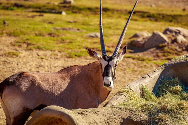 Antilope Gemsbok Oryx Gazella Sta Facendo Uno Spuntino — Foto Stock