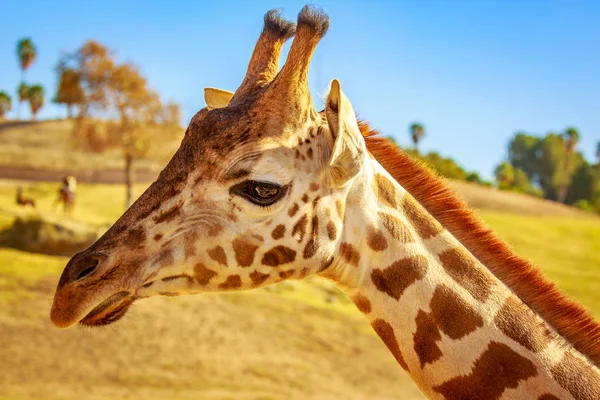 Close Portrait Giraffe Headshot Its Upper Neck — Stock Photo, Image