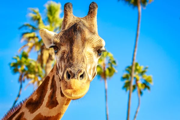 Ritratto Ravvicinato Della Testa Giraffa Della Parte Superiore Del Collo — Foto Stock