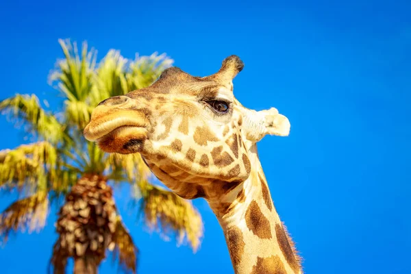 Close Portrait Giraffe Headshot Its Upper Neck — Stock Photo, Image