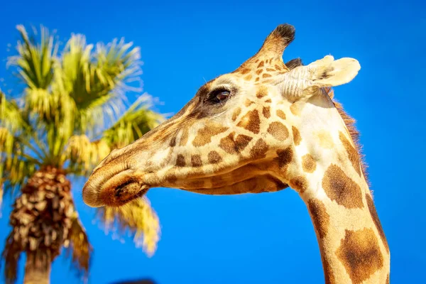 Close Retrato Girafa Headshot Seu Pescoço Superior — Fotografia de Stock