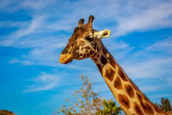 Close Portrait Giraffe Headshot Its Upper Neck — Stock Photo, Image