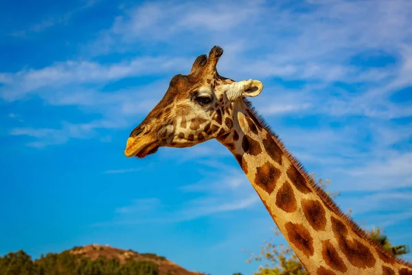 Close Portrait Giraffe Headshot Its Upper Neck — Stock Photo, Image