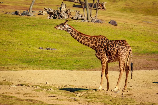 Single Giraffe Noticed Something Ground — Stock Photo, Image