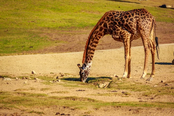 Una Sola Jirafa Notó Algo Suelo — Foto de Stock