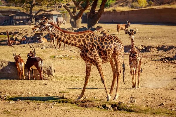 Bebê Girafa Acompanhante Por Ele Mãe — Fotografia de Stock