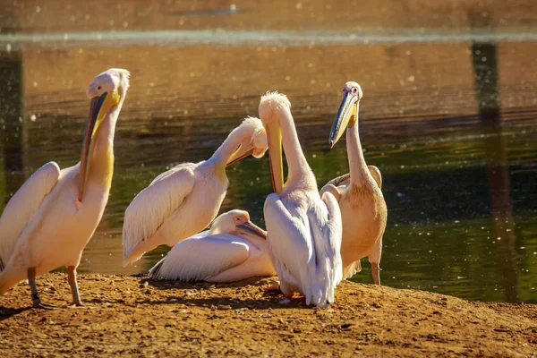 Group Great White Pelicans Rest Lake — Stock Photo, Image