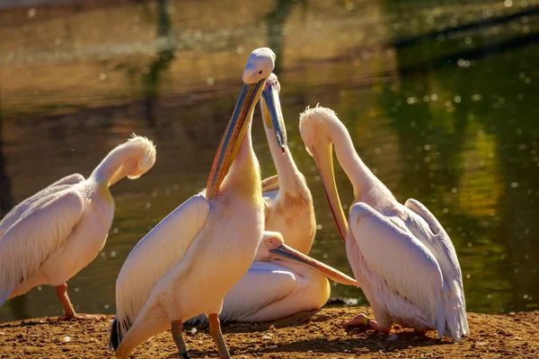 Grupo Grandes Pelícanos Blancos Descansan Junto Lago —  Fotos de Stock