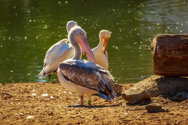 Grupo Grandes Pelicanos Brancos Descansa Junto Lago — Fotografia de Stock