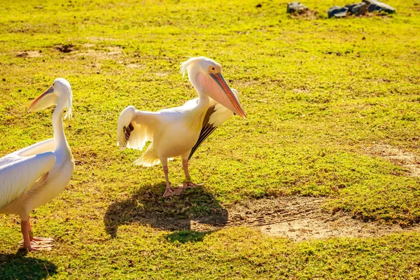 Grupo Grandes Pelícanos Blancos Juegan —  Fotos de Stock