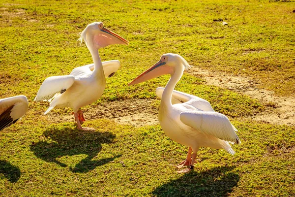 Grupo Grandes Pelícanos Blancos Juegan —  Fotos de Stock